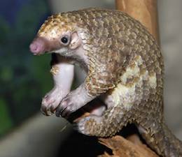 pangolin