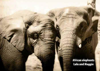 elephants Lulu Maggie