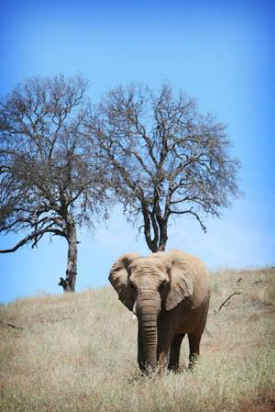 Mara elephant