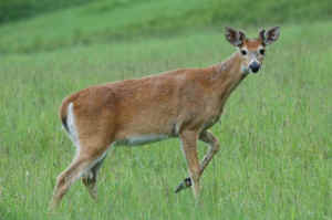 pedophies PTA deer
