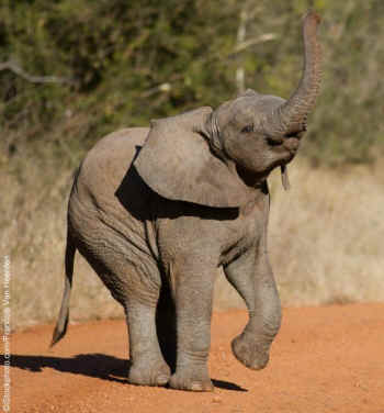 peta baby elephant