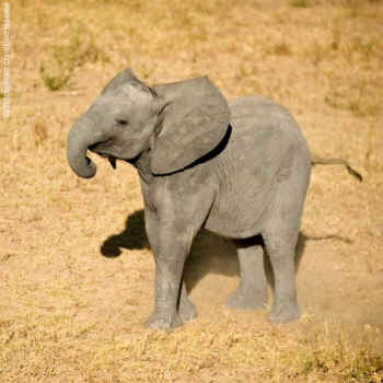 peta baby elephant