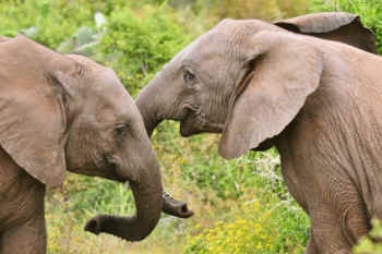 peta baby elephant