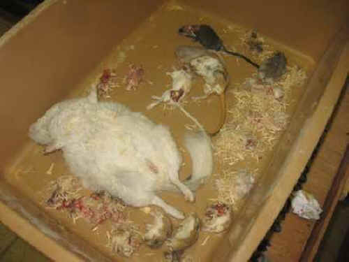 PETCO Profiting Off Animals Seized From USGE Over Our Dead Bodies