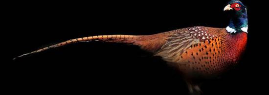 pheasant