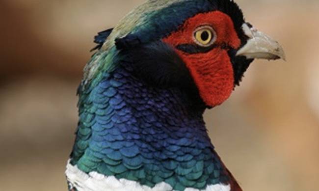 pheasant
