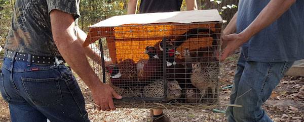 rescuing pheasants