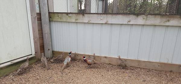 rescued pheasants