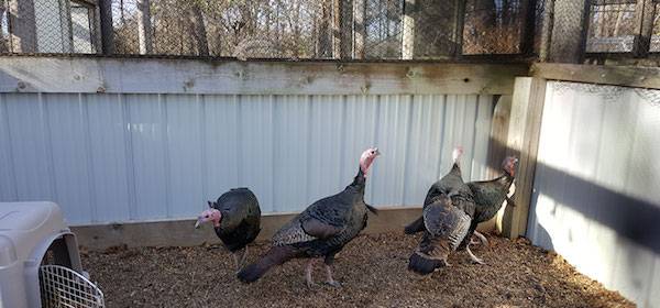 rescued turkeys