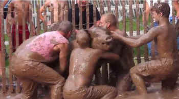 pig wrestling