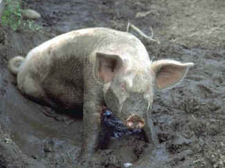 pig mud wrestling