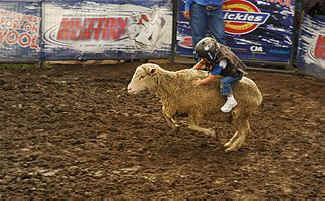 mutton busting sheep rodeo