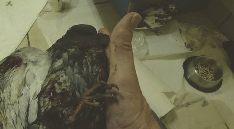 rescued pigeons