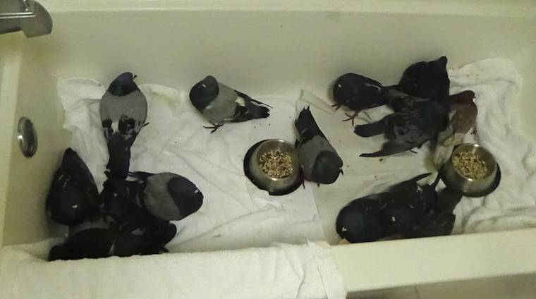 rescued pigeons