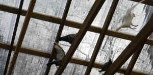 pigeon horse racing entertainment