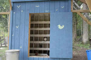 pigeon horse racing entertainment