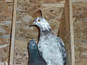 pigeon horse racing entertainment