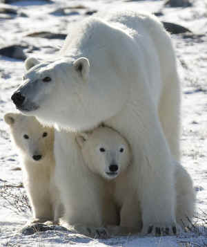 polar bear global warming