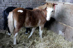 vivisection ponies