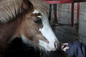 vivisection ponies