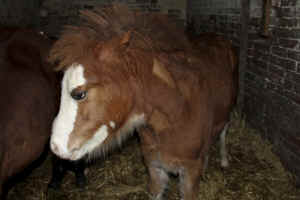 vivisection ponies