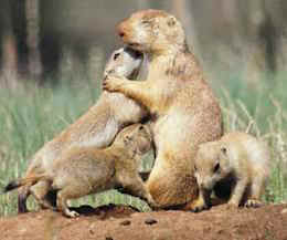 prairie dogs