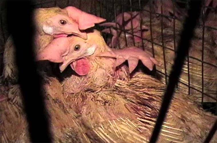 battery-caged hens