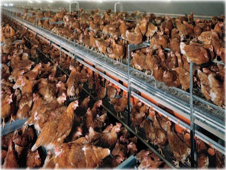 multi-tiered cage-free hens