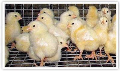 baby cicks