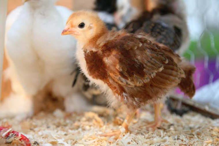 baby chick
