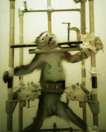 macaque restraining chair