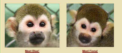 rescued lab monkeys