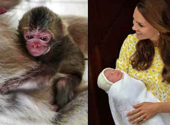 Princess monkey Charlotte