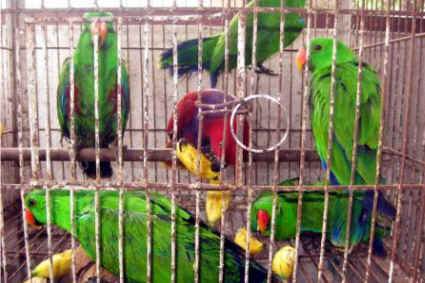 parrot smuggle Rosek Nursahid