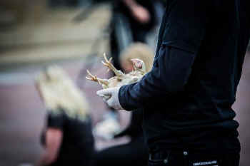 rescuing chickens