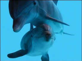 aquarium dolphin captivity