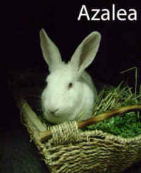 rabbits bunnies Easter
