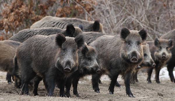 wild boars