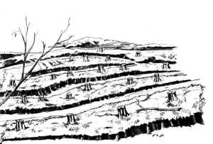 rainforest refugee extinction