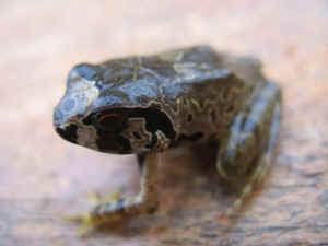 save the frogs Kerry Kriger