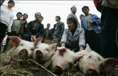 contagion factory farming