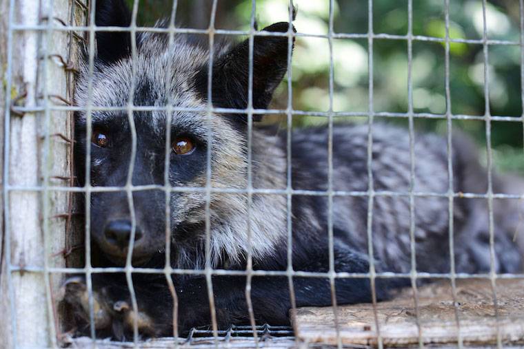 caged fox