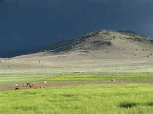wild horse preservation sanctuary