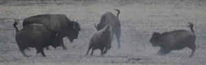bison remote vaccinate