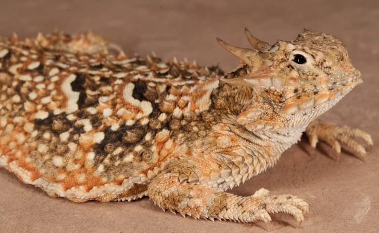 desert horned lizard