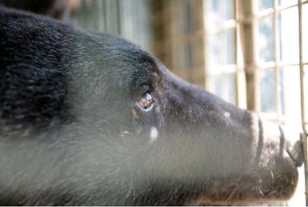 rescued bear