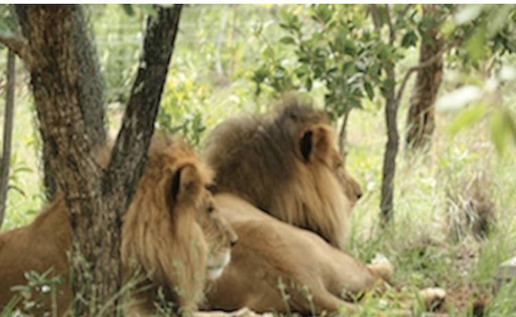lions Jos� and Liso