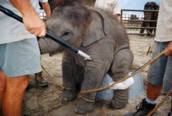 Ringling baby elephant