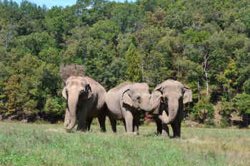 Ringling elephants
