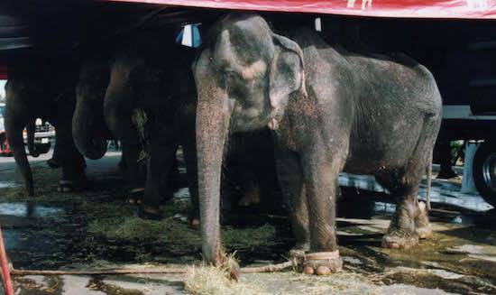 chained circus elephants